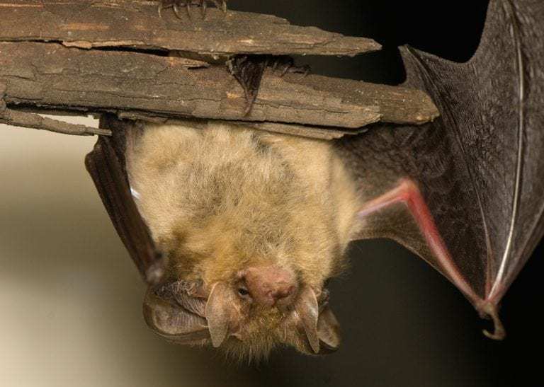 at Hanging Upside Down from Wood