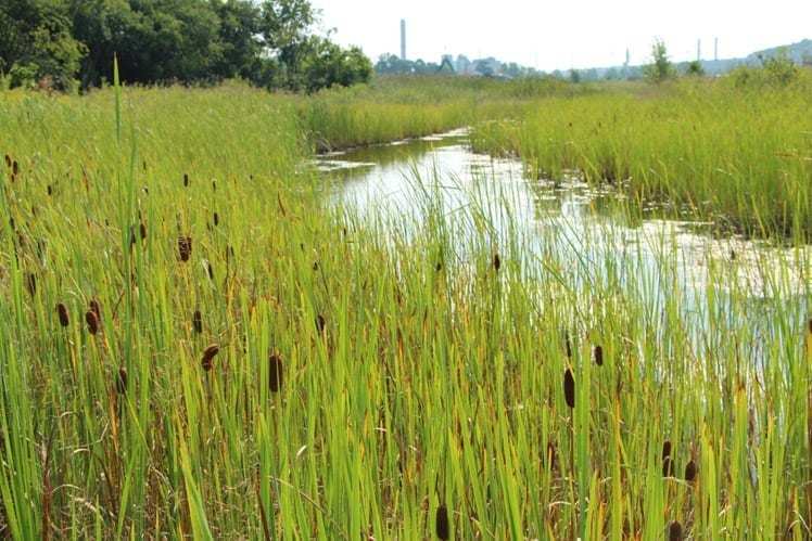 cattails