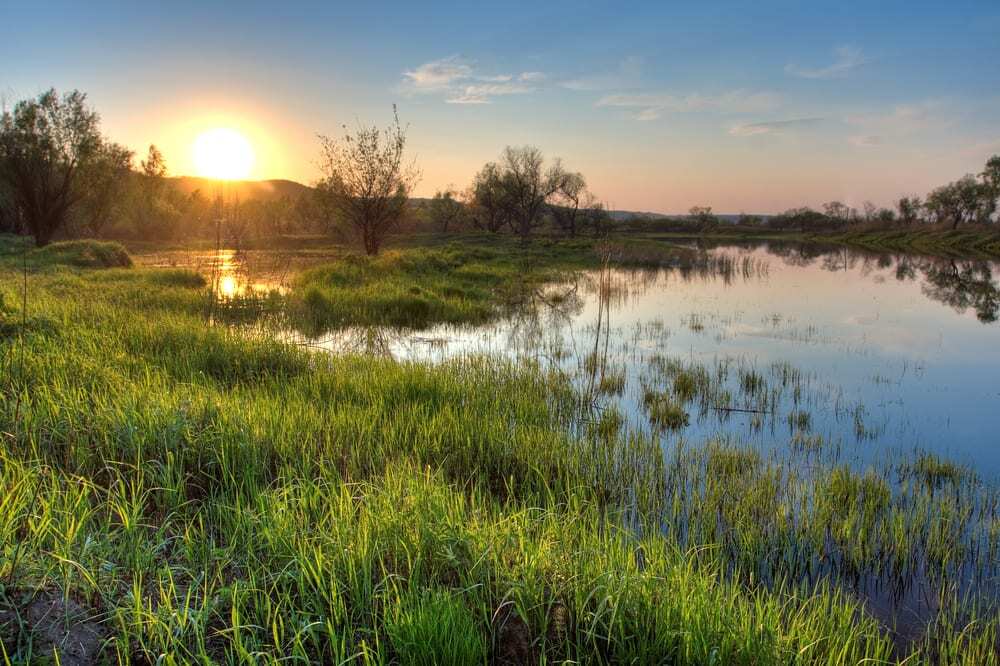 sunrise above marsh and green grasses