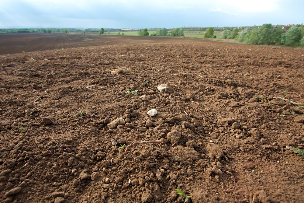 field of dirt