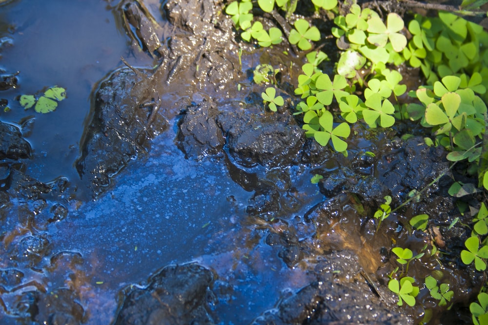 contaminated puddle near clovers